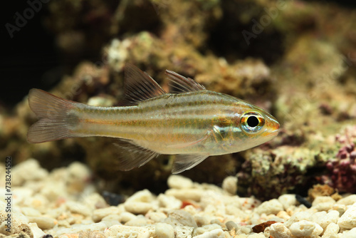 Candystripe cardinalfish (Ostorhinchus endekataenia)	 photo