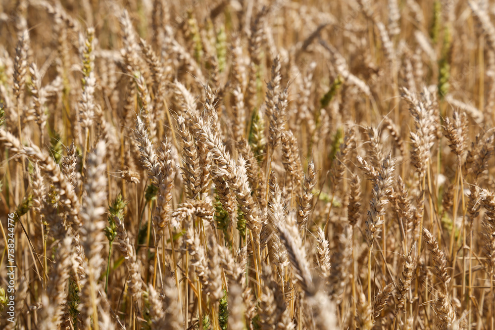 Wheat field ready to cut on a sunny day. Productivity and harvest concept. Wheat field ready to cut on a sunny day. Productivity and harvest concept.