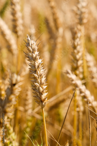 Wheat field ready to cut on a sunny day. Productivity and harvest concept.