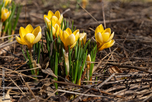 Gelb blühende Krokus im Garten