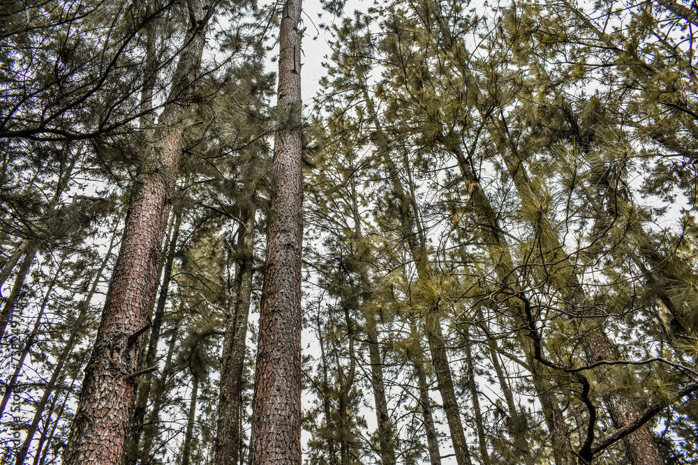 Fototapeta premium Pine tree forests in Devil's Staircase Road, Kalupahana, Sri Lanka.