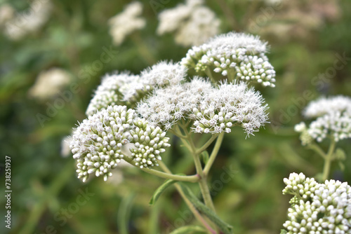 Ageratina havanensis flowers in Devil's Staircase Road, Kalupahana, Sri Lanka.