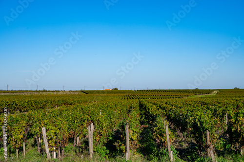 Green vineyards with rows of red Cabernet Sauvignon grape variety of Haut-Medoc vineyards in Bordeaux, left bank of Gironde Estuary, France, ready to harvest