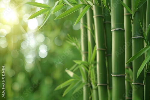 Bamboo tree with the sun shining through its leaves