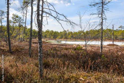 Swamp in the spring pine forest. The last melting ice on the water. Around there is last year s yellow grass and dense thickets of wild rosemary with reddish leaves. Bright sunshine and cloudy sky