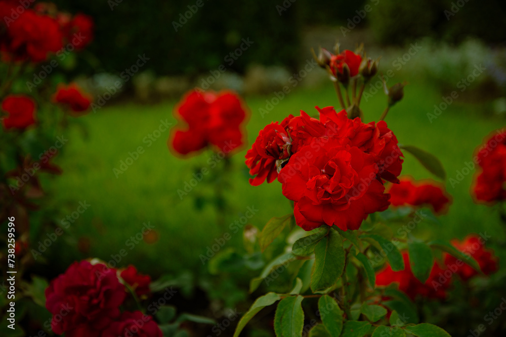 Bright red roses with green foliage.