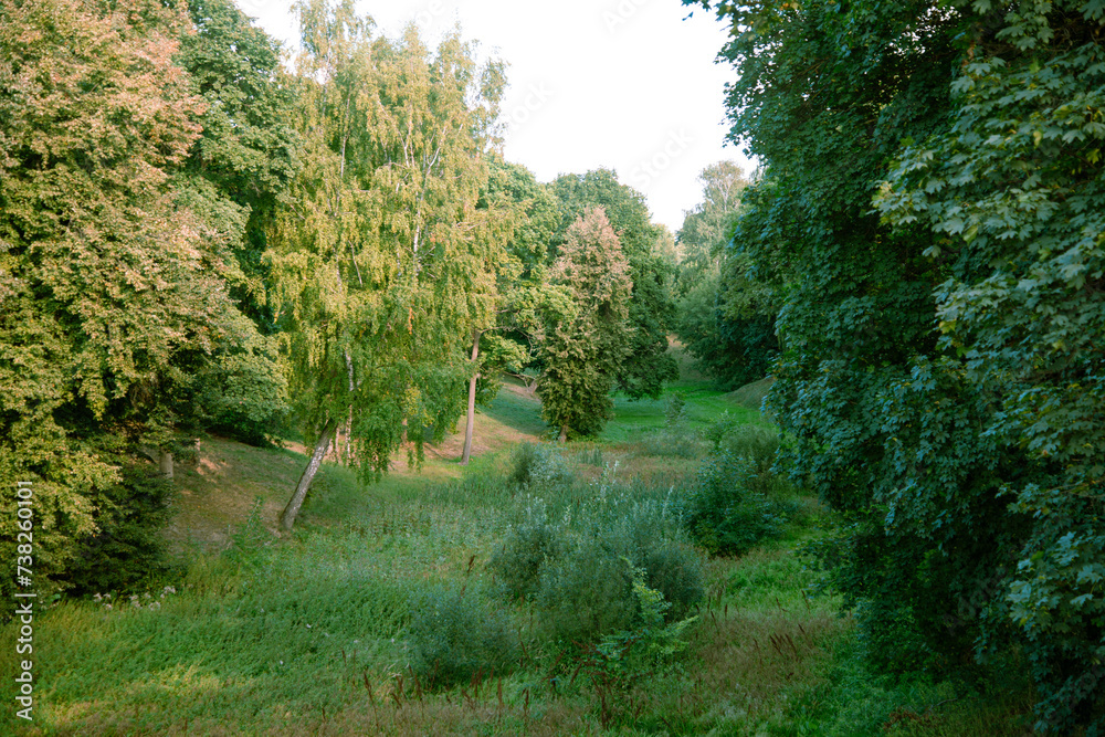 Green foliage on a summer day. Close-up. Trees and botany. Green foliage on a summer day. Close-up. Trees and botany.