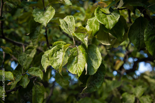 The green foliage of shrubs in summer. Background and texture. The plant is in close-up.