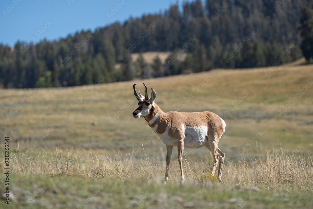 Naklejka premium Pronghorn in Lamar Valley with autumn colors background in Yellowstone National Park