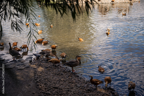 Feathered birds in the pond. It's autumn time. © Denis