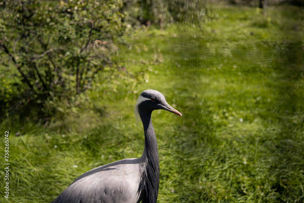 Fototapeta premium A large grey bird on a background of green foliage. Ornithology.