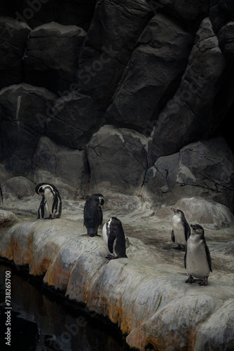There are a lot of penguins at the cliff. Antarctic animals.