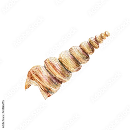 Seashell watercolor, cone. Illustration on a marine theme isolated on a white background. Cards, invitations, labels, travel banners, flyers, covers.