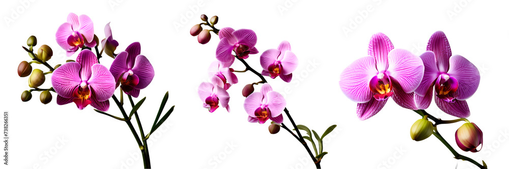 orchid flower isolated on white transparent background PNG