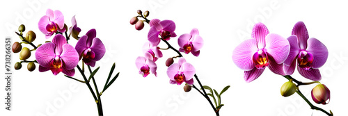 orchid flower isolated on white transparent background PNG