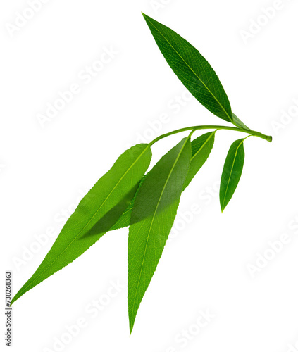 branches with green leaves. Branch with young green spring leaves. spring greenery on transparent  png