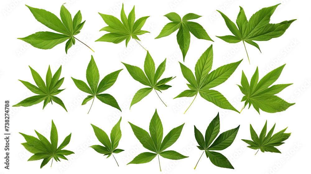 A group of green leaves isolated on white or transparent background
