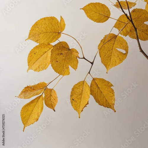 leaves on white background
