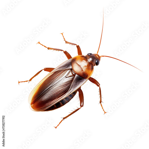 Cockroach isolated on white or transparent background