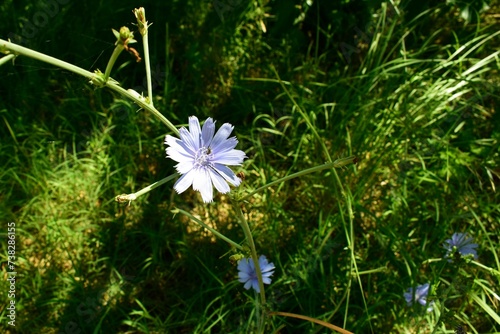 flor