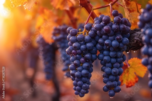 A bunch of grapes, covered in morning dew, hanging from a vine.