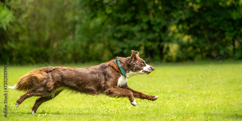 A well motivated, attentive australian shepherd dog is running fast across a meadow in summer, seen from a side view