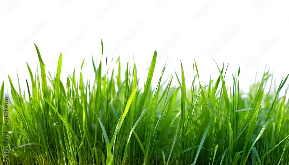 Obraz premium Realistic green grass