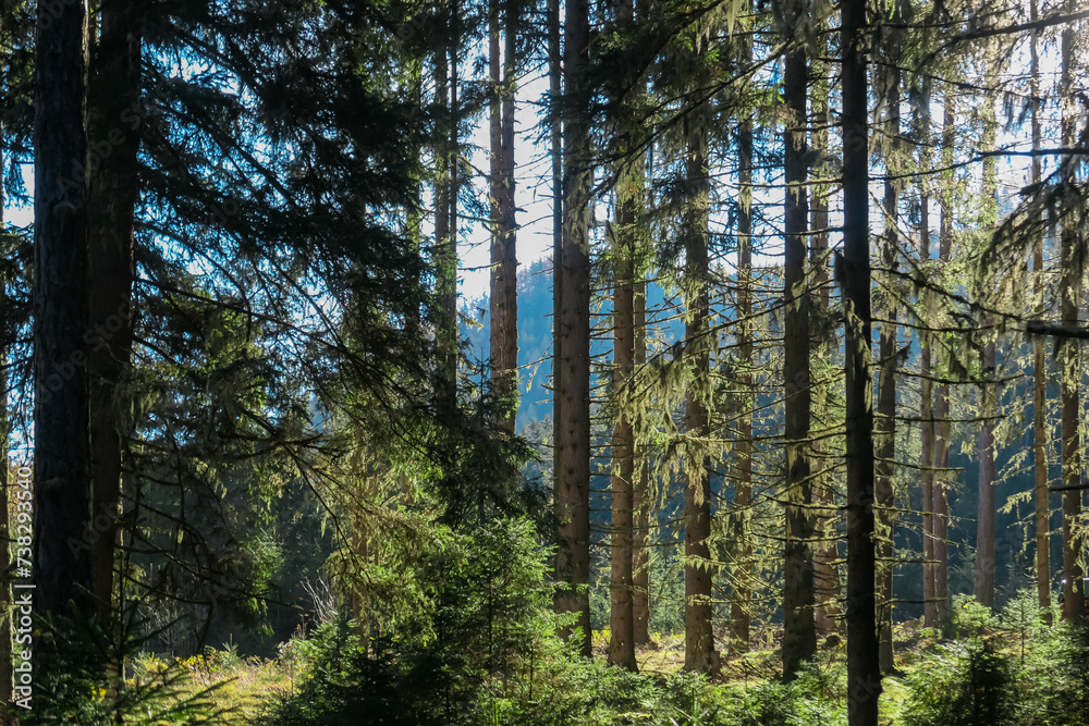 Fototapeta premium Hiking trail through idyllic forest in Grebenzen, Gurktal Alps, Styria, Austria. Calm serene atmosphere in Austrian Alps in autumn. Wanderlust. Walking in woodlands. Escapism. Seeking for silence