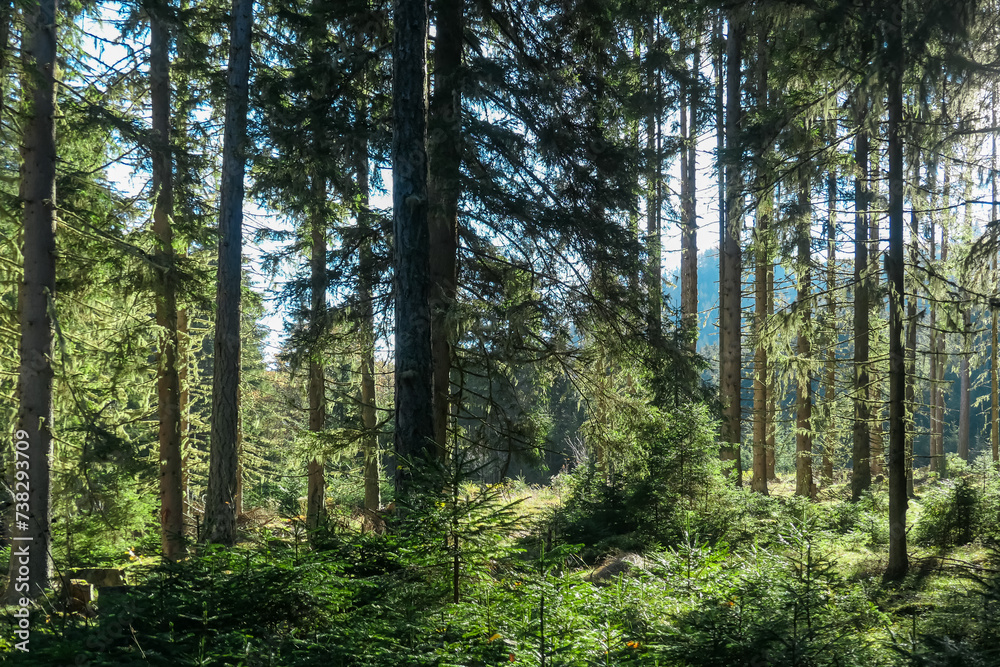 Hiking trail through idyllic forest in Grebenzen, Gurktal Alps, Styria, Austria. Calm serene atmosphere in Austrian Alps in autumn. Wanderlust. Walking in woodlands. Escapism. Seeking for silence Hiking trail through idyllic forest in Grebenzen, Gurktal Alps, Styria, Austria. Calm serene atmosphere in Austrian Alps in autumn. Wanderlust. Walking in woodlands. Escapism. Seeking for silence