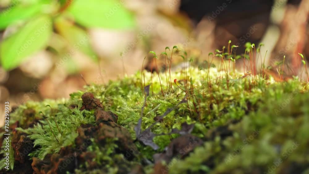 Moss in the wild forest, natural protection and biodiversity. Moss growing on the lush and stones surface. Focus shift of macro shot with shallow depth of field. Moss in the wild forest, natural protection and biodiversity. Moss growing on the lush and stones surface. Focus shift of macro shot with shallow depth of field.