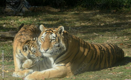 Siberian Tiger Mother And Cub In Autumn Habitat