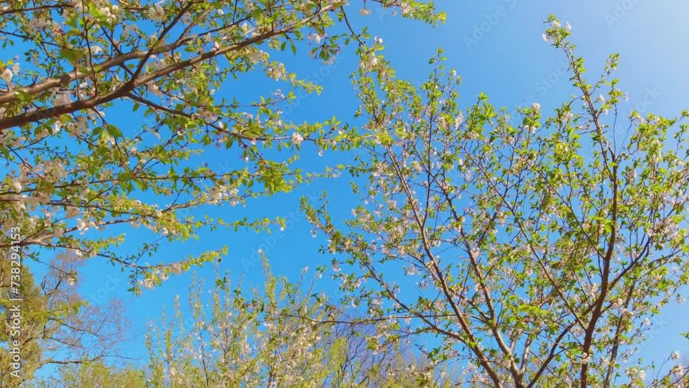 Walking in the spring garden of cherry blossoming trees with flowers and blue sky background, dreamy slow motion, and fantasy dream travel nature concept. Walking in the spring garden of cherry blossoming trees with flowers and blue sky background, dreamy slow motion, and fantasy dream travel nature concept.
