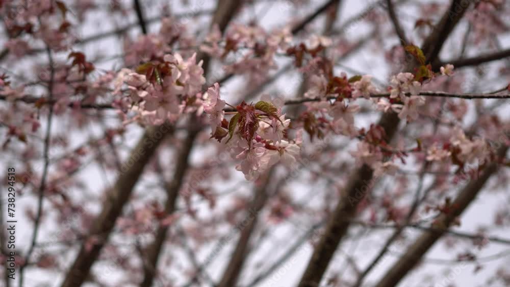Pink young open blooming Cherry tree. Close up of Cherry blossoms twigs with buds in the spring season. Beautiful pink flowers of Sakura tree at breeze with moving branches. Pink young open blooming Cherry tree. Close up of Cherry blossoms twigs with buds in the spring season. Beautiful pink flowers of Sakura tree at breeze with moving branches.