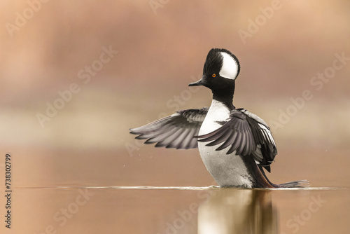 Male Hooded merganser flapping its wings in the water against a nice creamy background 