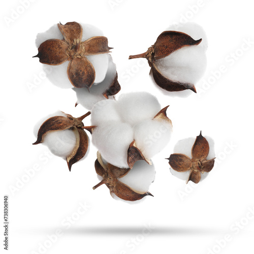 Fototapeta Naklejka Na Ścianę i Meble -  Beautiful cotton flowers falling on white background