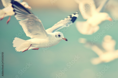 Flock of seagulls soaring through air. Ideal for nature and wildlife enthusiasts