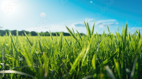 Scenic Close-up of Green Field Meadow with Growing Wheat Sprouts, Bathed in Sunlight Against a Blue Sky on a Sunny
