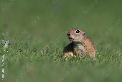 A squirrel in the green grass. Anatolian Souslik-Ground Squirrel,Spermophilus xanthoprymnus