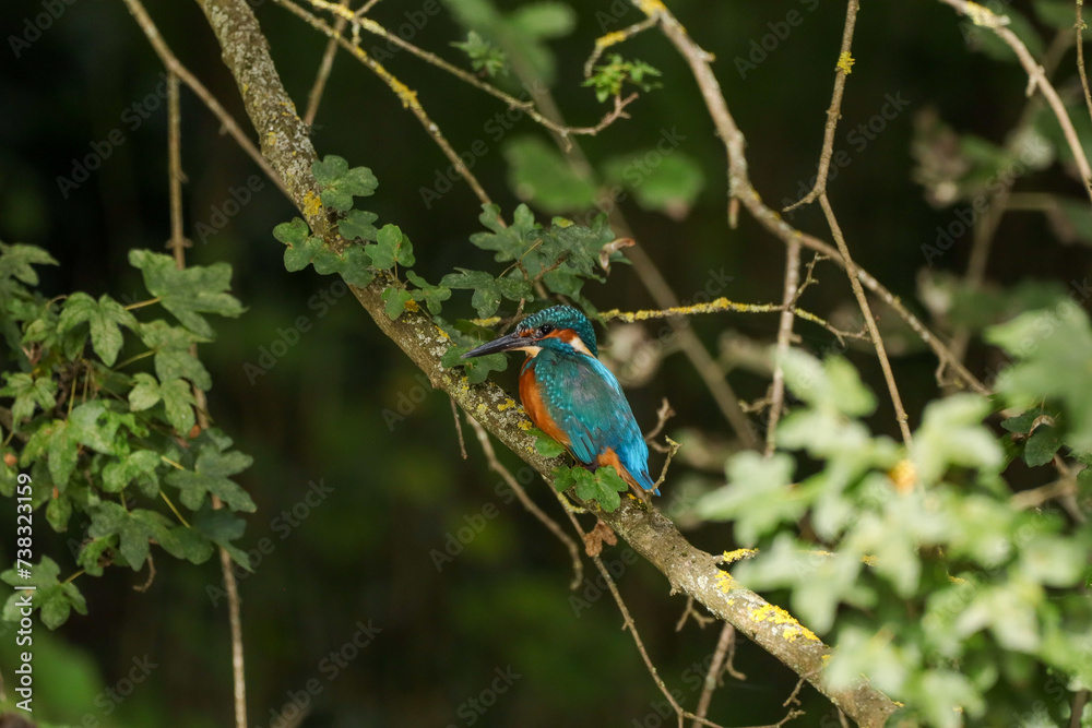 Fototapeta premium Martin-pêcheur d'Europe (Alcedo atthis) Alcedo atthis in its natural element 