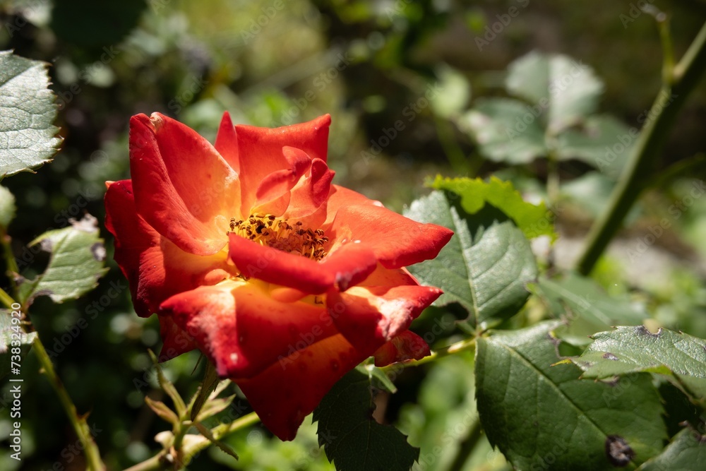 Austrian briar known as Persian yellow rose or Austrian copper rose flower (Rosa foetida) Austrian briar known as Persian yellow rose or Austrian copper rose flower (Rosa foetida)