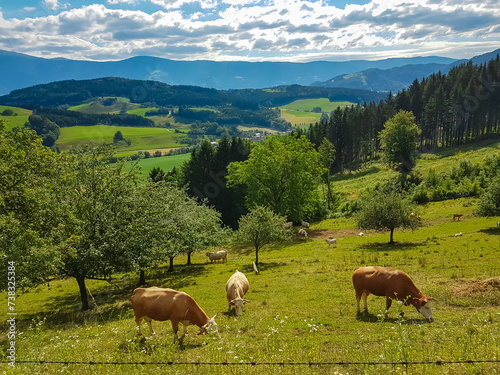 Herd of cows grazing on alpine meadow in Granitztal near St Paul in Lavanttal, Wolfsberg, Carinthia, Austria. Idyllic hills and landscape in Austrian Alps. Peaceful idyllic rural landscape. Small farm photo