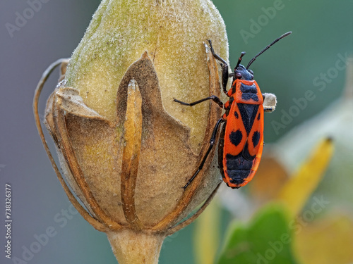 Gemeine Feuerwanze (Pyrrhocoris apterus) an einer verblühten Malve photo