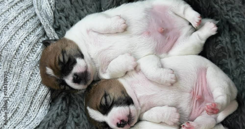 Beautiful Jack Russell Terrier puppies sleep cuddled up to each other on their backs. Caring for puppies and nursing dogs. Beautiful Jack Russell Terrier puppies sleep cuddled up to each other on their backs. Caring for puppies and nursing dogs.