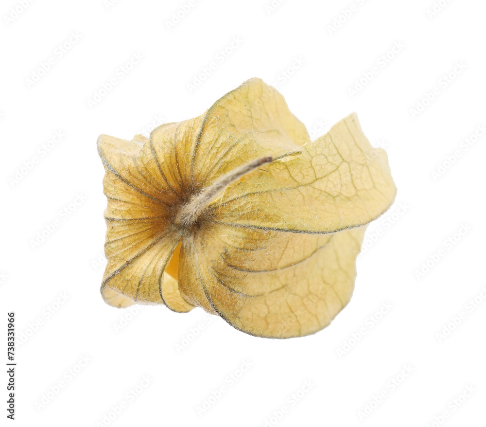 Ripe physalis fruit with calyx isolated on white Ripe physalis fruit with calyx isolated on white