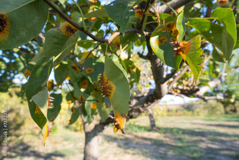 Pear leaves with Gymnosporangium sabinae is a species of rust fungus in the subdivision Pucciniomycotina. Known as pear rust, European pear rust, or pear trellis rust. Problem in gardening