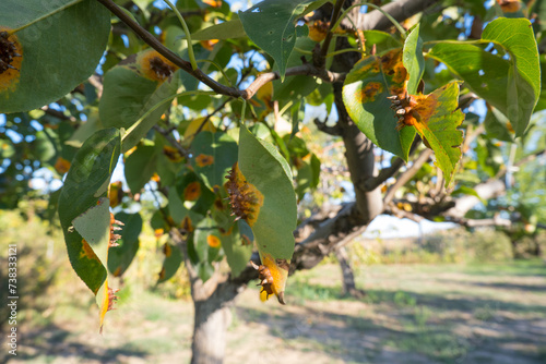 Obraz na płótnie Pear leaves with Gymnosporangium sabinae is a species of rust fungus in the subdivision Pucciniomycotina. Known as pear rust, European pear rust, or pear trellis rust. Problem in gardening w salonie