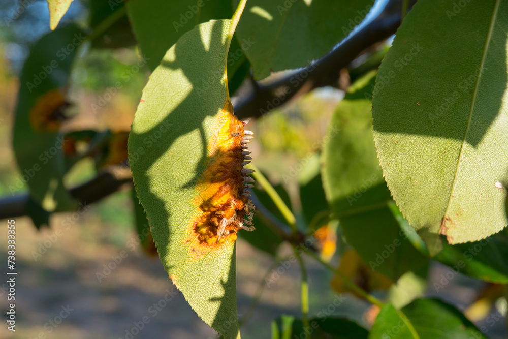 Pear leaves with Gymnosporangium sabinae is a species of rust fungus in the subdivision Pucciniomycotina. Known as pear rust, European pear rust, or pear trellis rust. Problem in gardening
