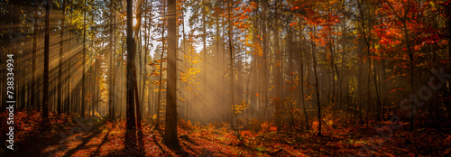 sun beams in an autumn morning forest © Vera Kuttelvaserova