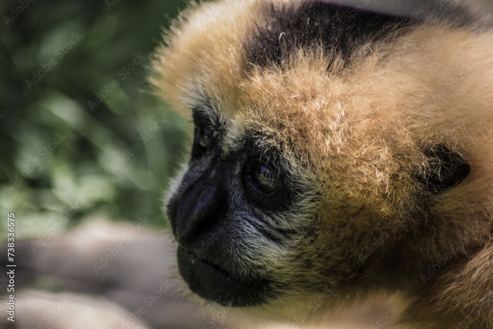 Obraz premium portrait gibbon
