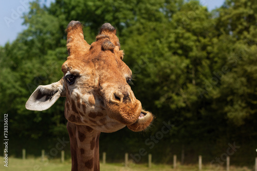 Foto grimace de girafe